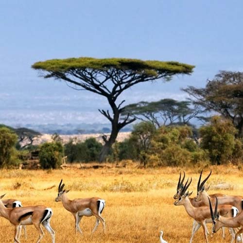 gazelle plaine d'afrique vincent thepaut