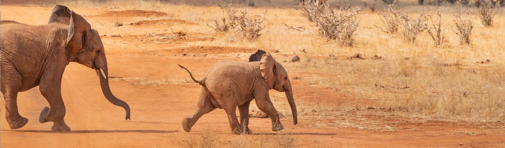 safari elephant afrique vincent thepaut