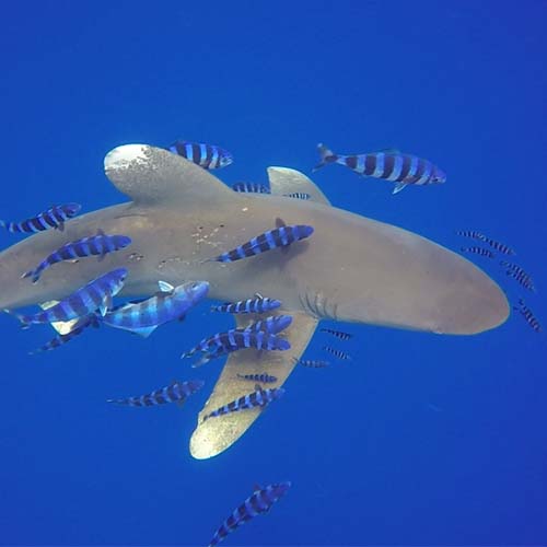 requin avec poissons croisiere egypte mer rouge vincent thepaut