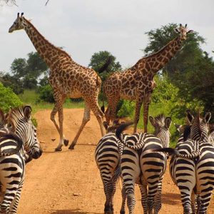 zebres et girafe safari en tanzanie vincent thepaut